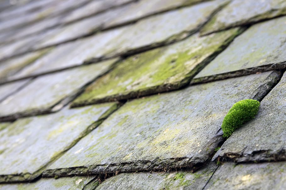 Moss on roof shingles